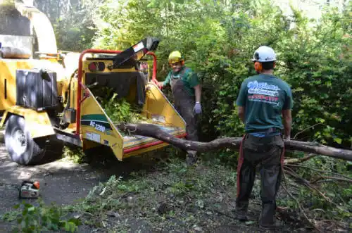 tree services Braselton